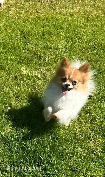 MICRO-AKC Limon, a female Pomeranian for sale in Santa Barbara, CA – Photo 1 of 4