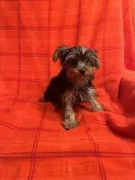 Rudy, a male Yorkshire Terrier for sale in Santa Barbara, CA – Photo 3 of 7