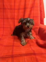 Rudy, a male Yorkshire Terrier for sale in Santa Barbara, CA – Photo 2 of 7