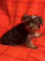 Rudy, a male Yorkshire Terrier for sale in Santa Barbara, CA – Photo 7 of 7