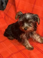 Rudy, a male Yorkshire Terrier for sale in Santa Barbara, CA – Photo 4 of 7