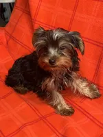 Rudy, a male Yorkshire Terrier for sale in Santa Barbara, CA – Photo 5 of 7