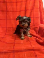 Rudy, a male Yorkshire Terrier for sale in Santa Barbara, CA – Photo 6 of 7