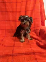 Rudy, a male Yorkshire Terrier for sale in Santa Barbara, CA – Photo 1 of 7