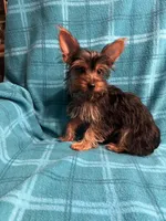 Bluey, a male Yorkshire Terrier for sale in Santa Barbara, CA – Photo 4 of 5