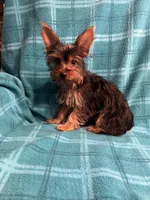 Bluey, a male Yorkshire Terrier for sale in Santa Barbara, CA – Photo 1 of 5