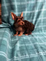 Bluey, a male Yorkshire Terrier for sale in Santa Barbara, CA – Photo 3 of 5