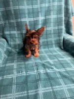 Bluey, a male Yorkshire Terrier for sale in Santa Barbara, CA – Photo 5 of 5