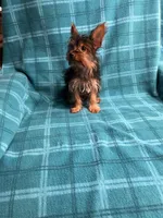 Bluey, a male Yorkshire Terrier for sale in Santa Barbara, CA – Photo 2 of 5