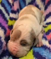 AKC Lilac fawn harlequin male , a male Great Dane for sale in Pipestone, MN – 4 of 8