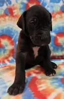 AKC Black , a female Great Dane for sale in Pipestone, MN – 5 of 8
