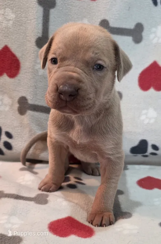 AKC Lilac fawn female  – Great Dane puppy for sale in Pipestone, MN