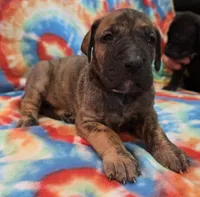 AKC Brindle , a male Great Dane for sale in Pipestone, MN – 5 of 8