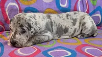 AKC Blue Merle female , a female Great Dane for sale in Pipestone, MN – 7 of 10