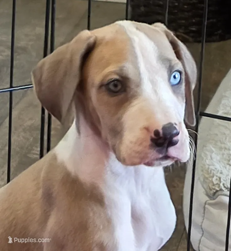 AKC Blue Fawn harlequin female  – Great Dane puppy for sale in Pipestone, MN