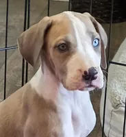 AKC Blue Fawn harlequin female , a female Great Dane for sale in Pipestone, MN – 1 of 10