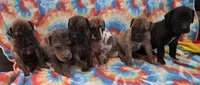 AKC Brindle #1, a female Great Dane for sale in Pipestone, MN – 8 of 8