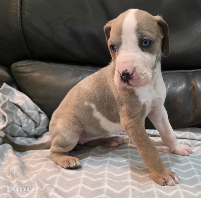 AKC Blue Fawn harlequin female  – Great Dane puppy for sale in Pipestone, MN