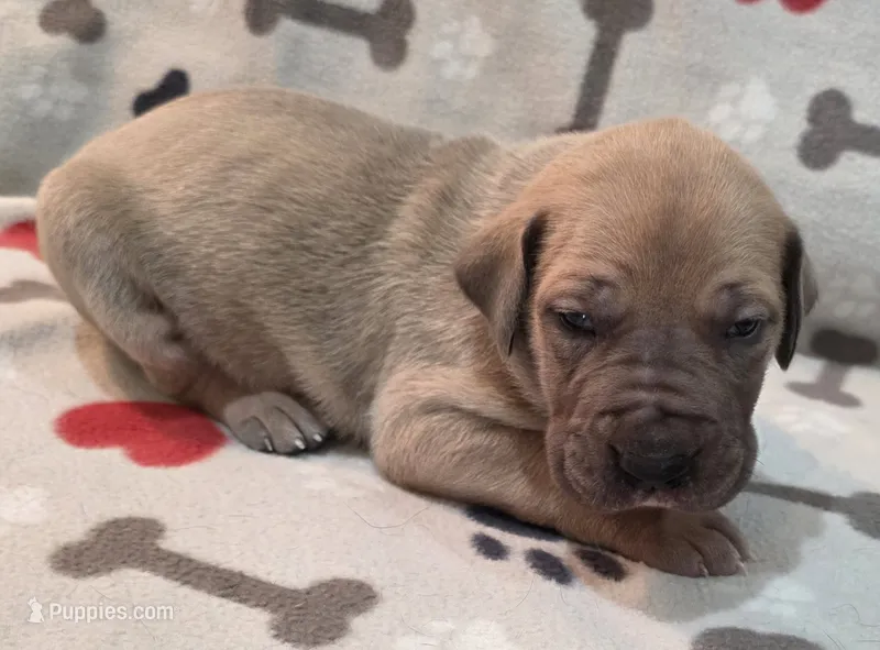 AKC Blue Fawn male – Great Dane puppy for sale in Pipestone, MN