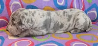 AKC Blue Merle female , a female Great Dane for sale in Pipestone, MN – 5 of 10