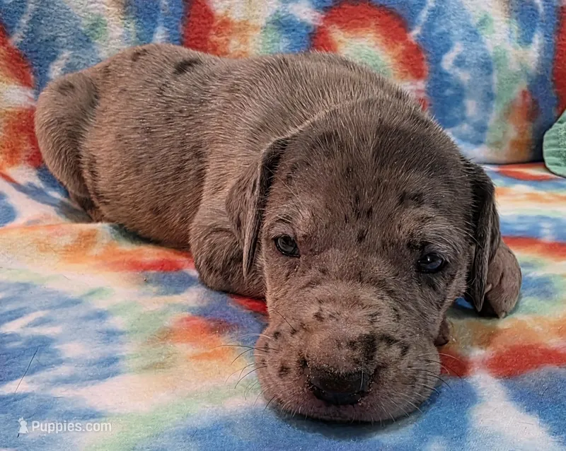 AKC merle – Great Dane puppy for sale in Pipestone, MN