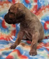 AKC Brindle #3, a female Great Dane for sale in Pipestone, MN – 4 of 6