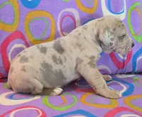 AKC Blue Fawn merle female , a female Great Dane for sale in Pipestone, MN – 5 of 10