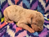 AKC Lilac fawn merle male , a male Great Dane for sale in Pipestone, MN – 5 of 9