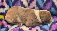AKC Blue Fawn harlequin female , a female Great Dane for sale in Pipestone, MN – 6 of 9