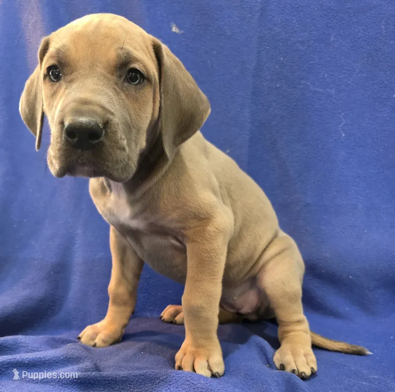AKC Blue Fawn female  – Great Dane puppy for sale in Pipestone, MN