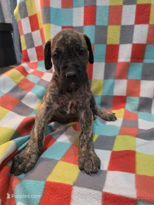 AKC Brindle #2 – Great Dane puppy for sale in Pipestone, MN