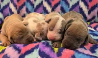 AKC Blue Fawn harlequin female , a female Great Dane for sale in Pipestone, MN – 9 of 9