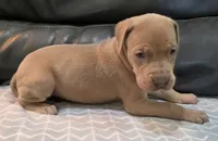 AKC Lilac fawn female , a female Great Dane for sale in Pipestone, MN – 1 of 7