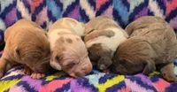 AKC Lilac fawn harlequin female , a female Great Dane for sale in Pipestone, MN – 6 of 8