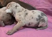 AKC Blue Fawn merle female, a female Great Dane for sale in Pipestone, MN – Photo 5 of 6