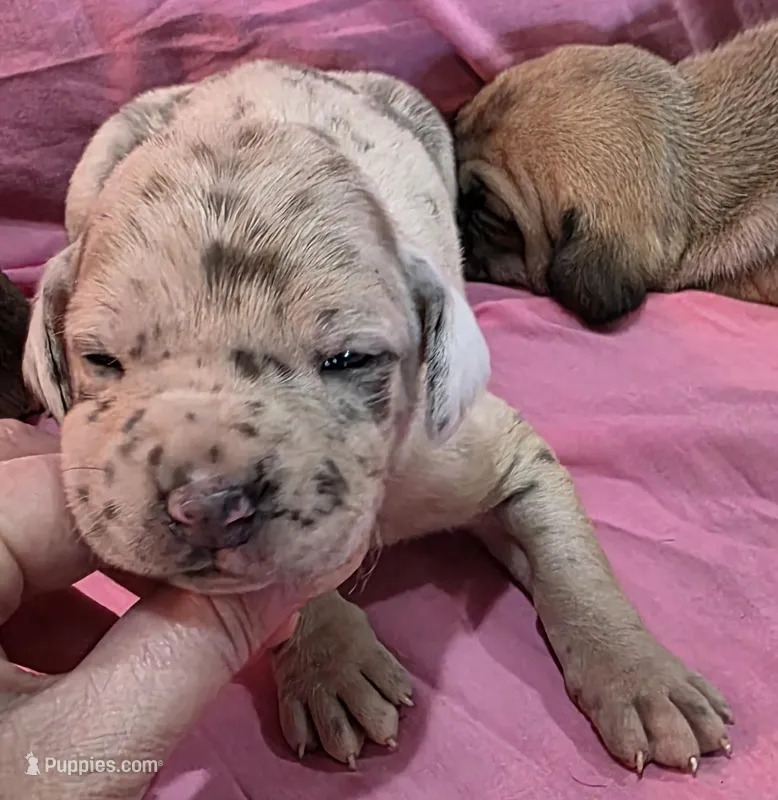 AKC Blue Fawn merle female, a female Great Dane for sale in Pipestone, MN – Photo 1 of 6