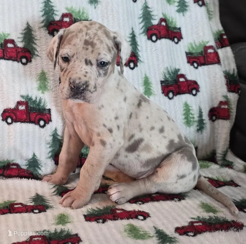 AKC Blue Fawn merle female – Great Dane puppy for sale in Pipestone, MN