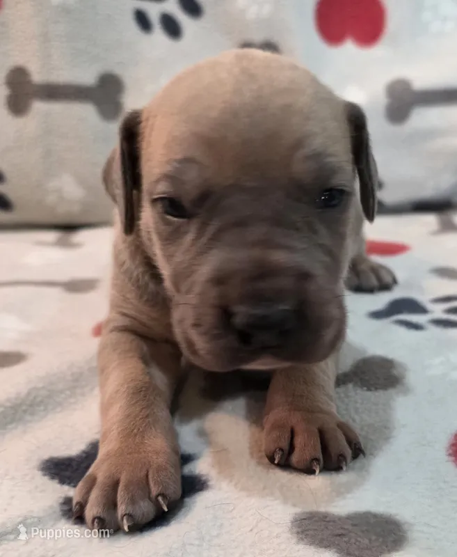 AKC Blue Fawn female  – Great Dane puppy for sale in Pipestone, MN