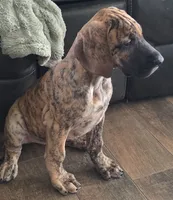 AKC Brindle #1, a female Great Dane for sale in Pipestone, MN – 9 of 10
