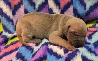 AKC Blue Fawn male, a male Great Dane for sale in Pipestone, MN – 1 of 7