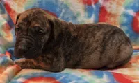 AKC Brindle , a male Great Dane for sale in Pipestone, MN – 4 of 8