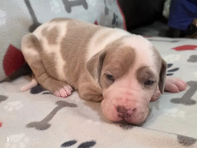 AKC Lilac fawn harlequin male  – Great Dane puppy for sale in Pipestone, MN