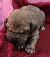 AKC fawn male, a male Great Dane for sale in Pipestone, MN – Photo 1 of 10