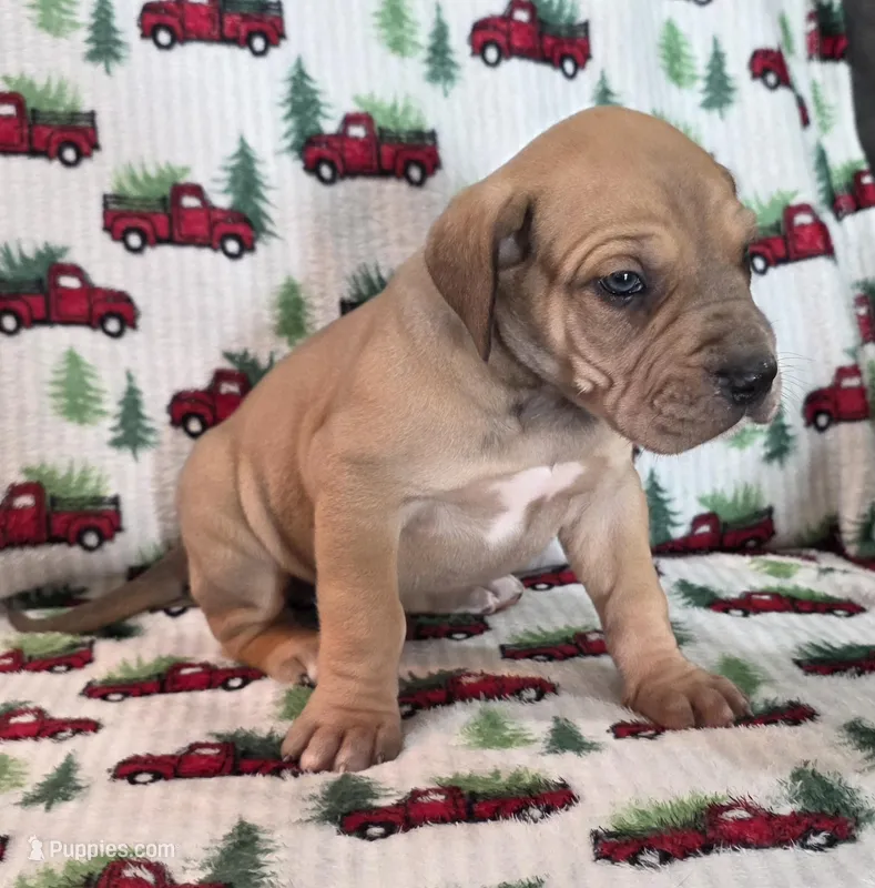 AKC fawn male – Great Dane puppy for sale in Pipestone, MN