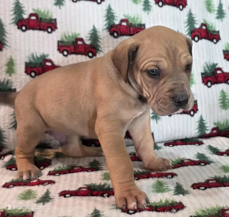 AKC fawn male – Great Dane puppy for sale in Pipestone, MN