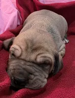 AKC fawn male, a male Great Dane for sale in Pipestone, MN – Photo 5 of 10