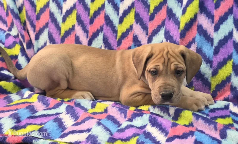 AKC fawn male – Great Dane puppy for sale in Pipestone, MN