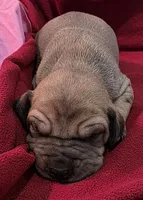 AKC fawn male, a male Great Dane for sale in Pipestone, MN – Photo 2 of 10