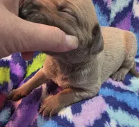 AKC Blue Fawn male, a male Great Dane for sale in Pipestone, MN – 6 of 7