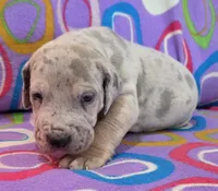 AKC Blue Fawn merle female , a female Great Dane for sale in Pipestone, MN – 4 of 10